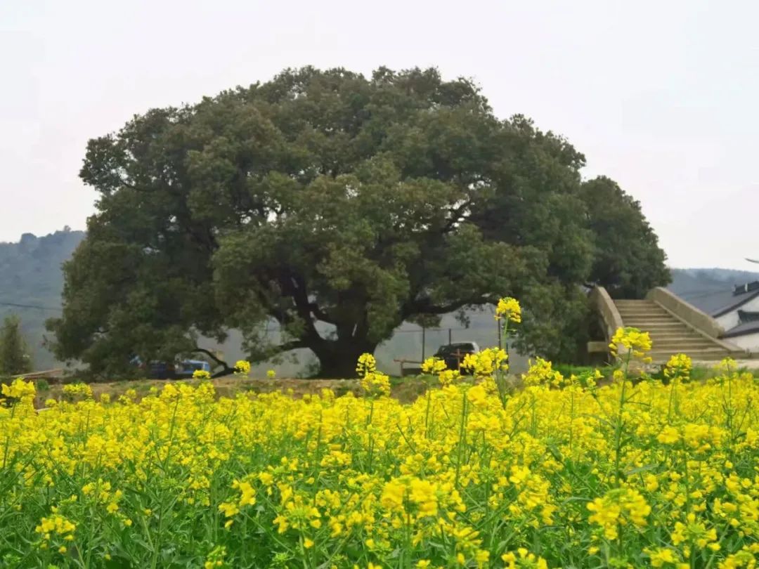 67你看!苏州的油菜花,开了!