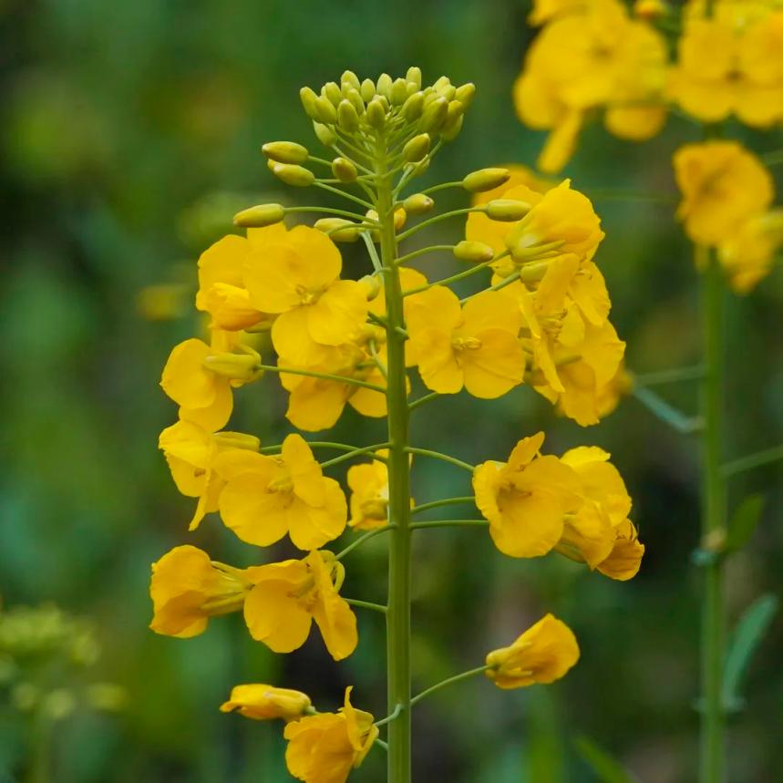 360航拍云游花海超震撼七彩的油菜花你见过吗