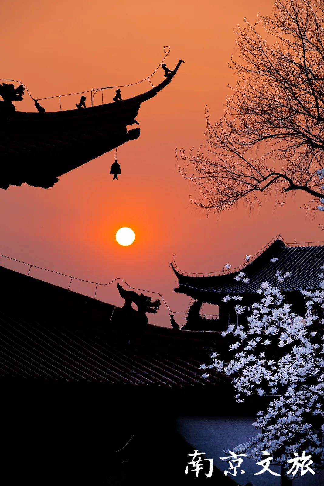 当春日里的这些花儿邂逅古朴雅致的古建筑