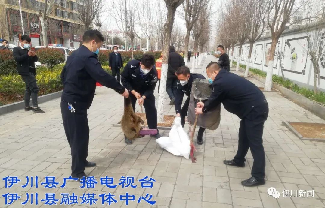 3月13日下午,白沙鎮豆村一村民主動向縣森林公安局上交一隻野生果子狸