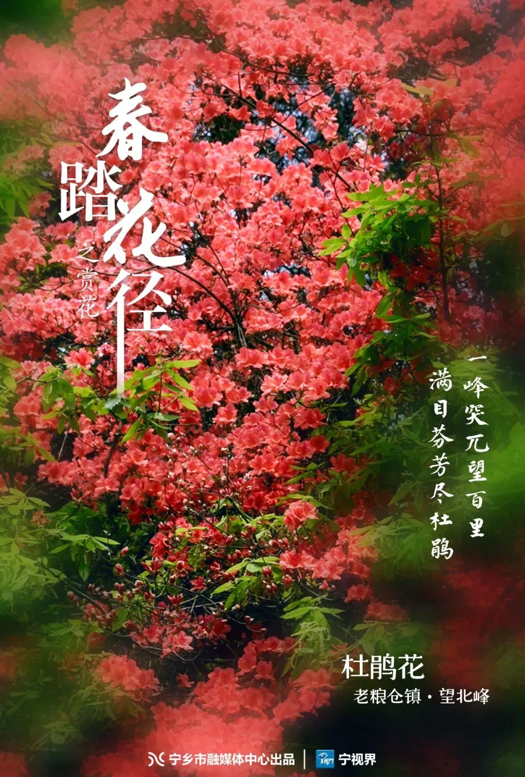 赏花品茶泡温泉醉美宁乡不负好春光乐游长沙