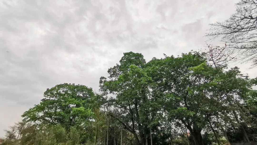 美丽榄核,触手可及