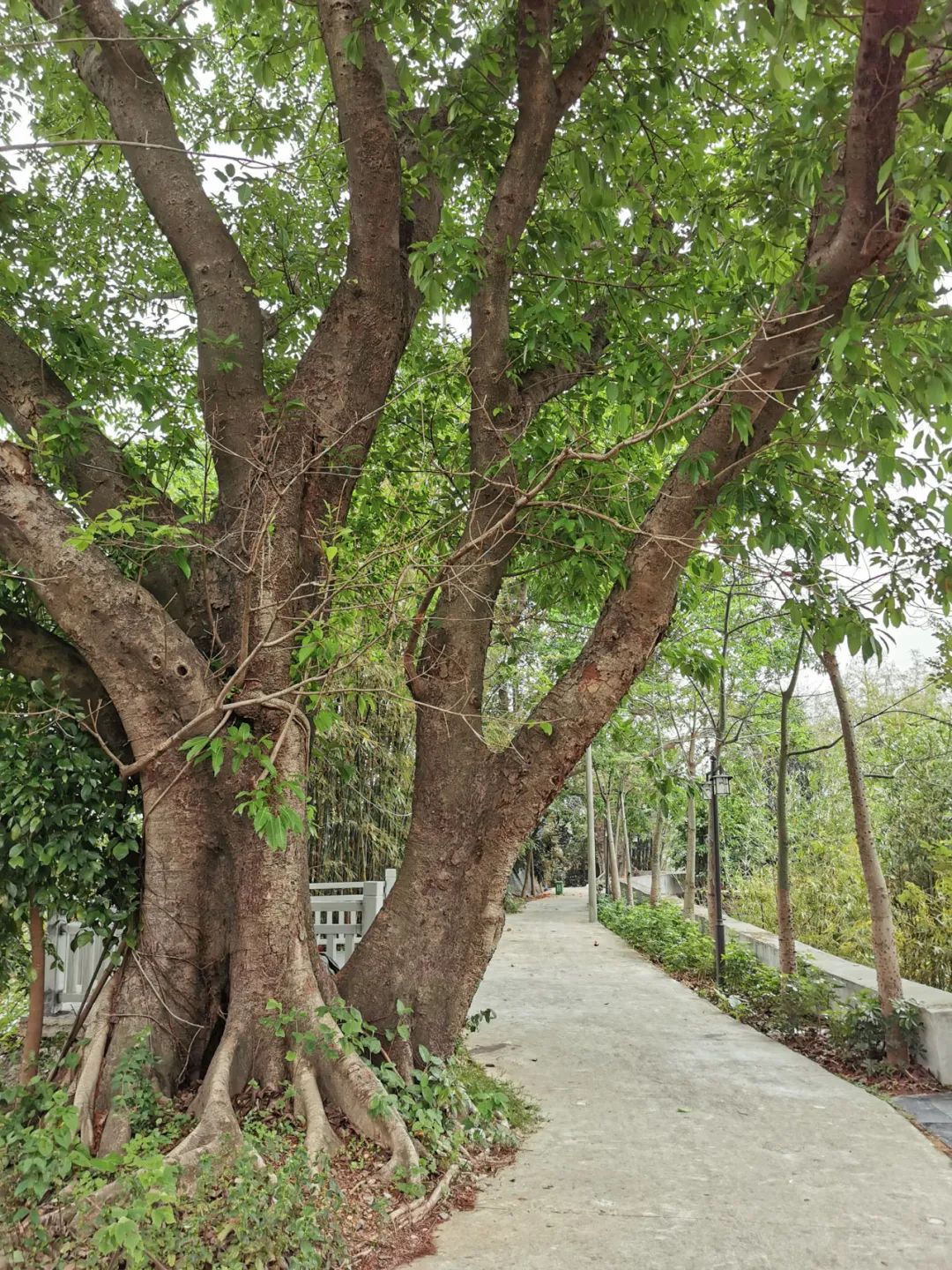 美丽榄核,触手可及