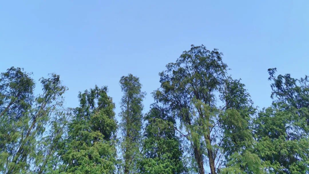 美丽榄核,触手可及