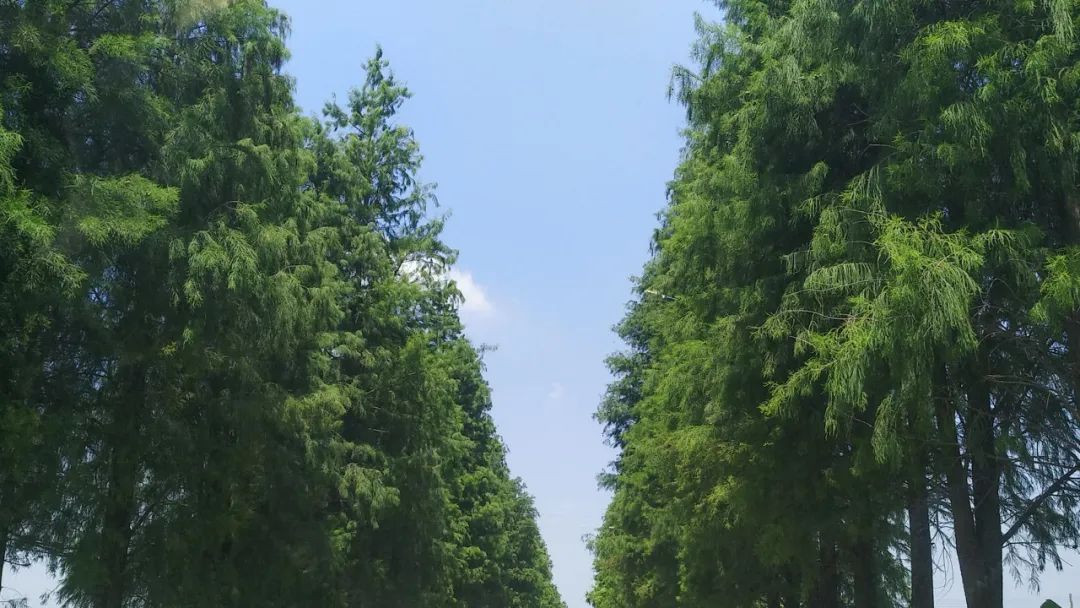 美丽榄核,触手可及