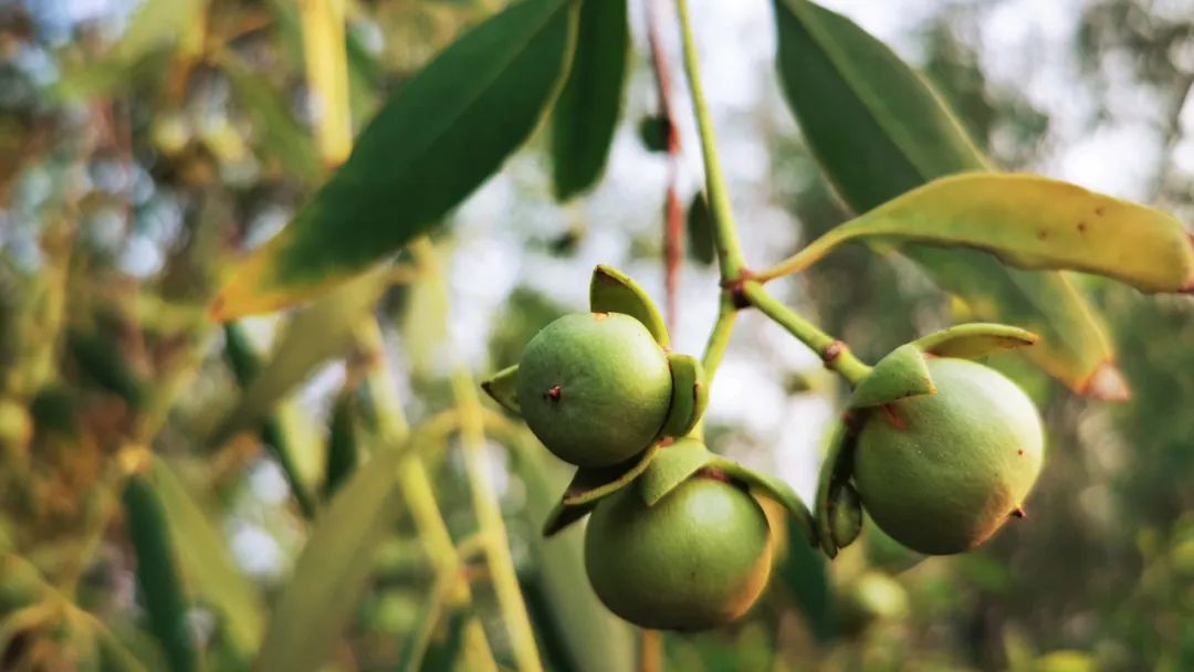 无瓣海桑2019年6月——2020年2月榄核镇人绿路两旁的落羽杉2019年9月