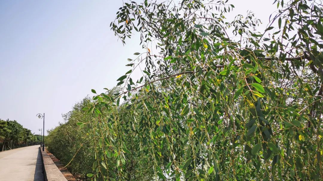 美丽榄核,触手可及