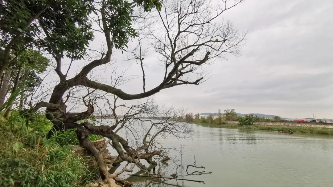 美丽榄核,触手可及