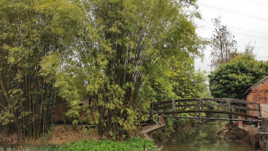 美丽榄核,触手可及