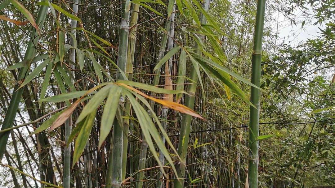 美丽榄核,触手可及