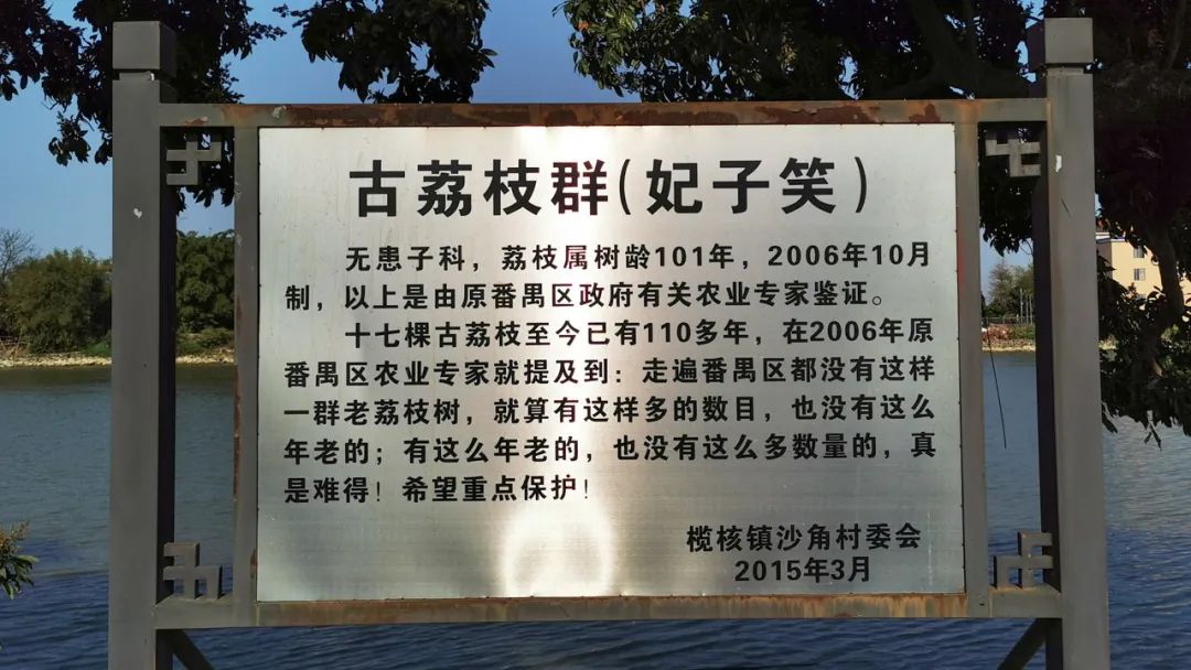 美丽榄核,触手可及