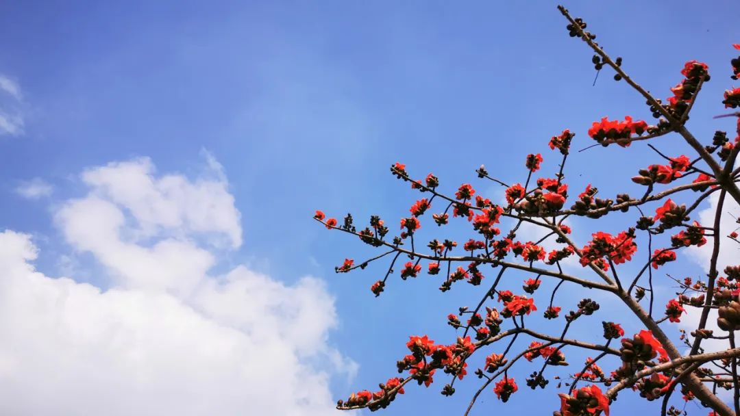 美丽榄核,触手可及