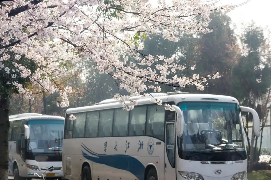 想她你不愿错过的浙大春光绝美来袭