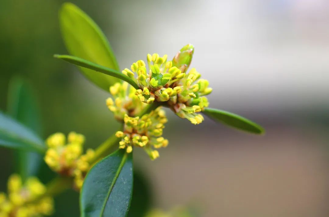 共同战疫线上游园第二十一期心心念念认养羁绊上植邀您云观树