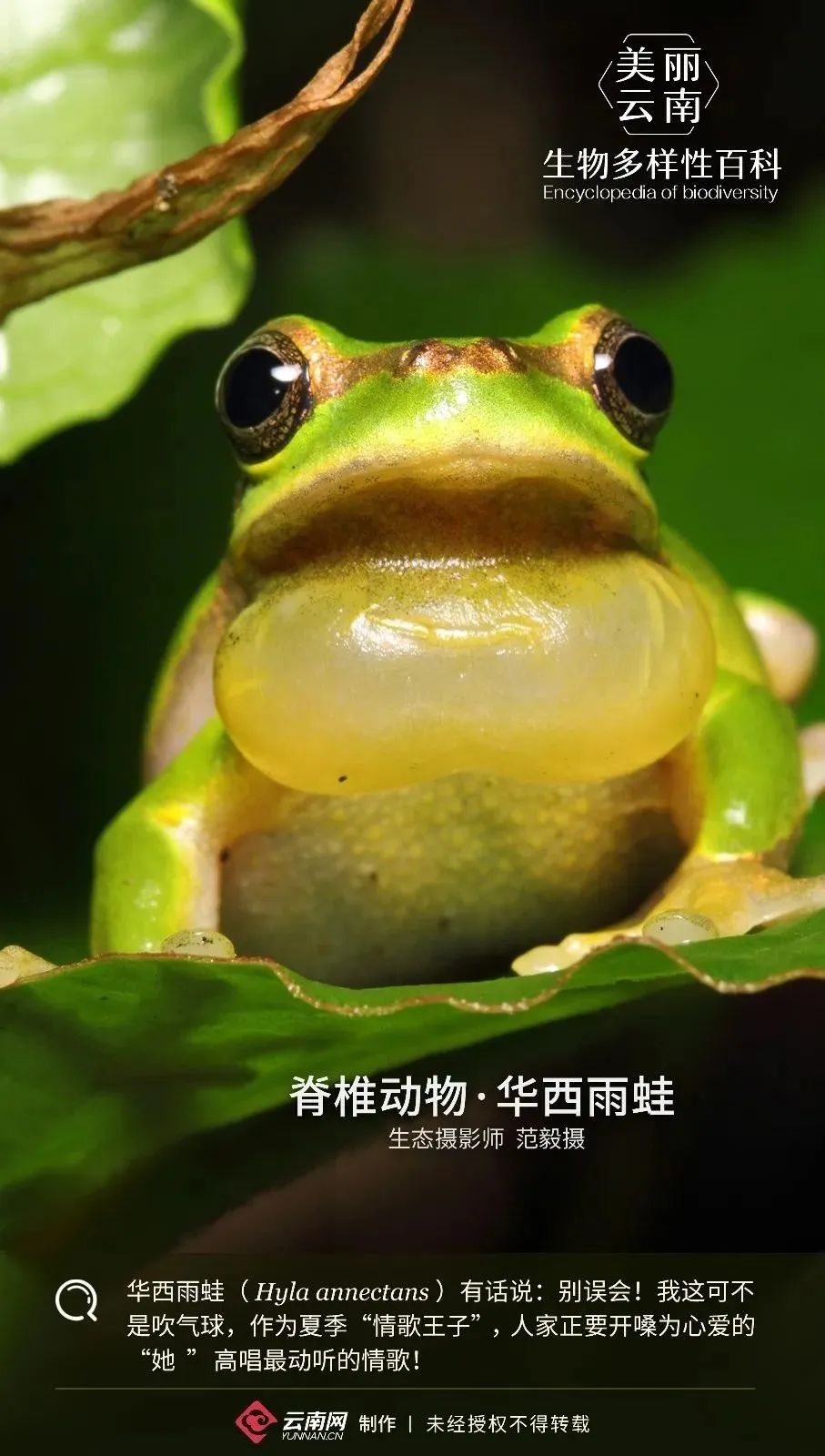 生物多样性小百科16脊椎动物华西雨蛙情歌王子就是本尊