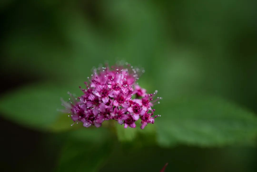“云花”寄春来 “颜值”变“产值”