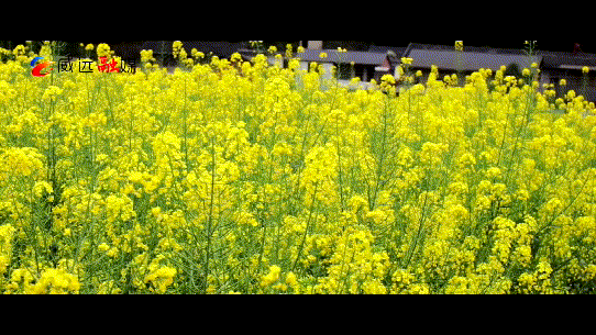 震撼 3月威远 万亩花海迎春怒放 错过等一年