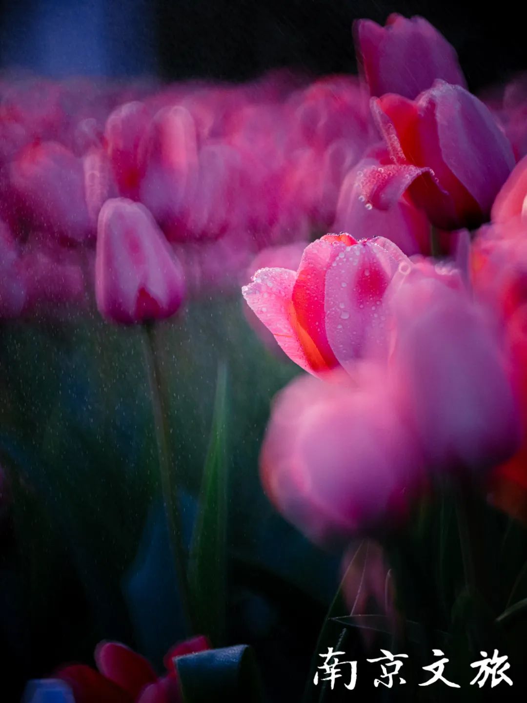 一周美图集锦绿博园内春和景明绚丽多姿的郁金香花海不要错过