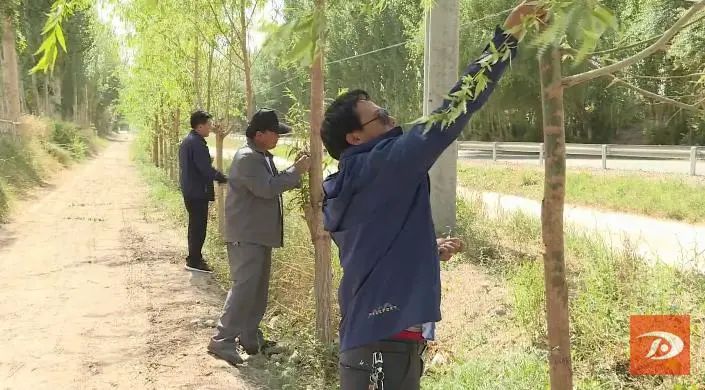 梭梭漠尺蠖图片