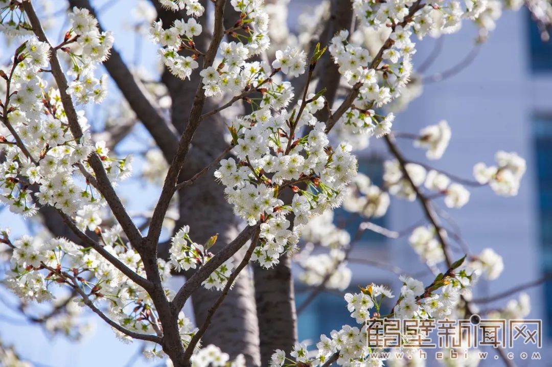 春天来了华夏南路素有"樱花大道"之称,慕青是野生樱花的代表,单瓣花