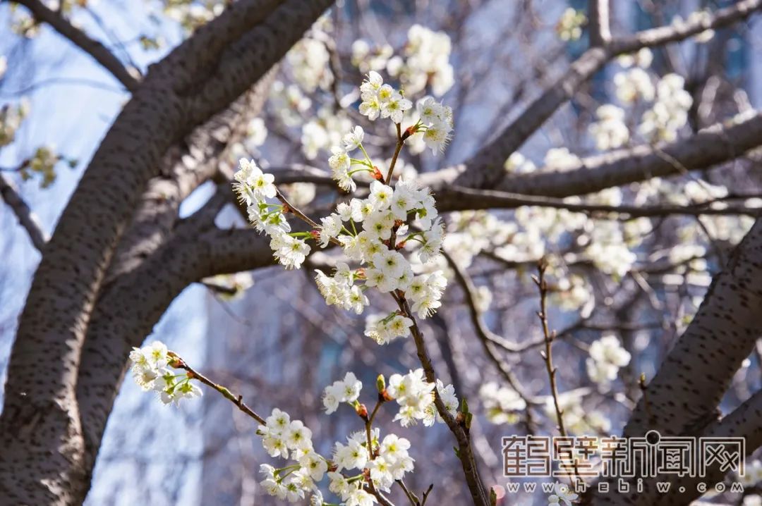 你看鹤壁的早樱开了