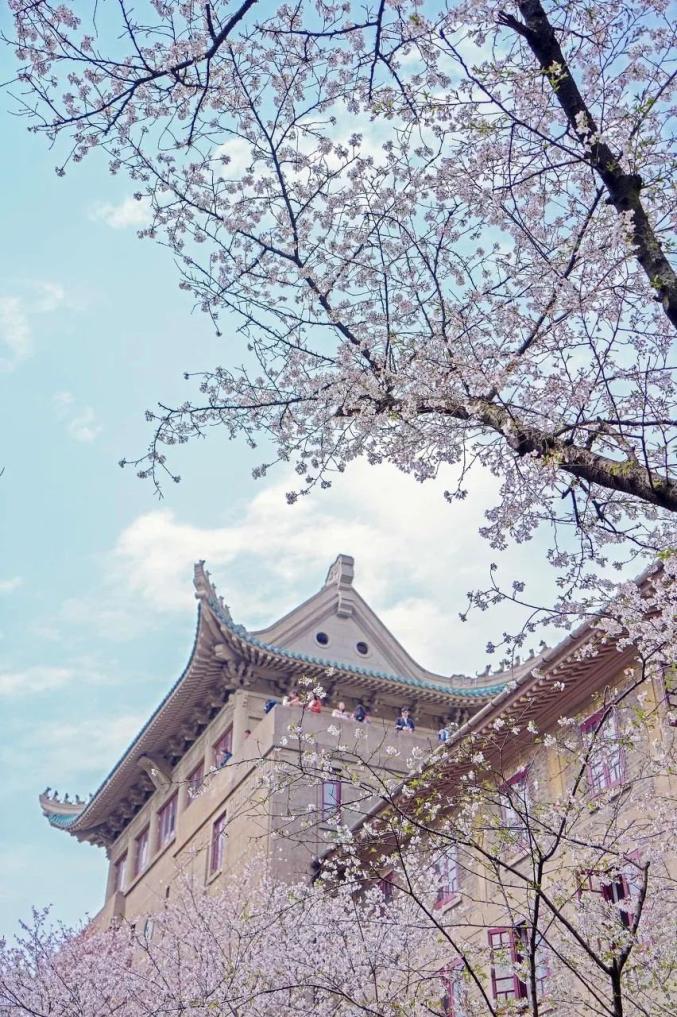 武汉理工大学图片樱花图片