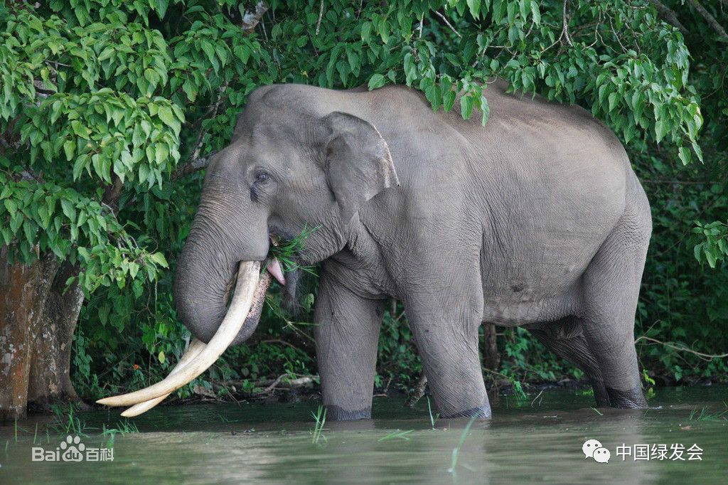 亚洲象主要分布范围为东南亚和南亚这些热带地区的印度,尼泊尔