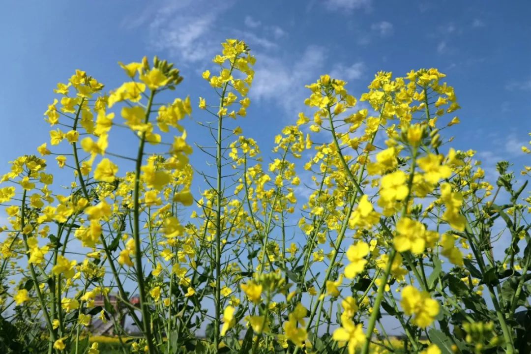 寧波連續23天0新增這些油菜花正值花期絕美景色藏不住