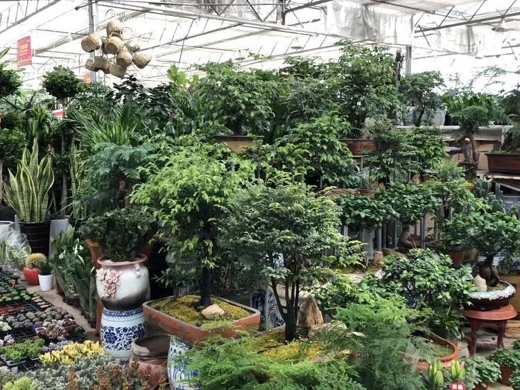 青岛枯桃花卉市场做好防护忙复工春日鲜花销量逐步回升