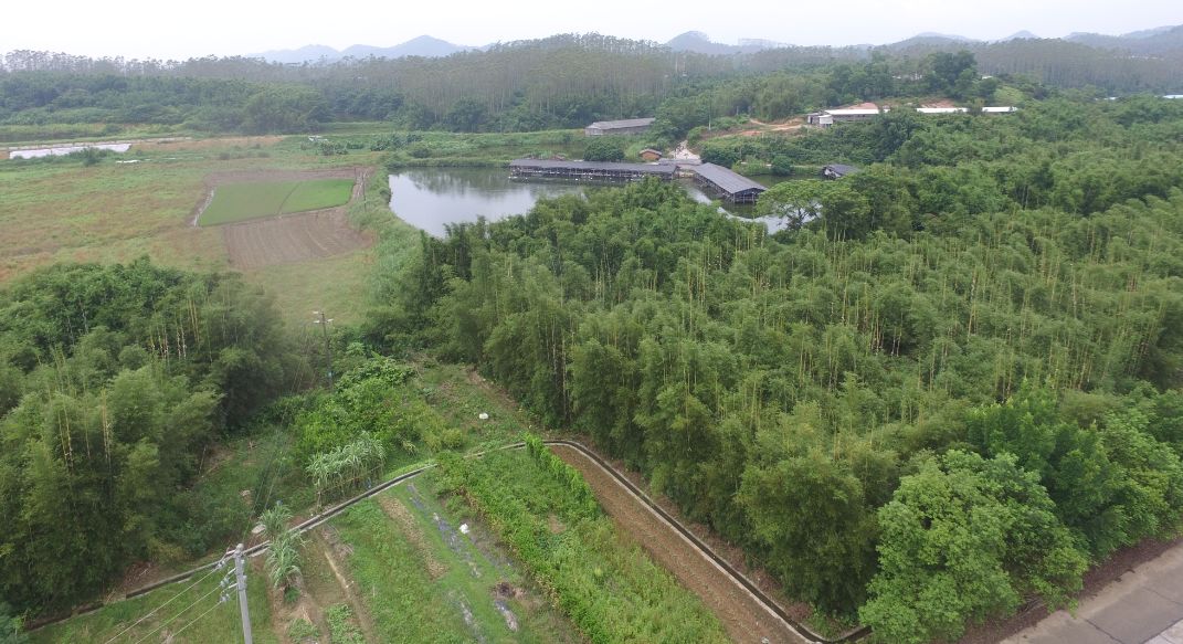 航拍视频!开平苍城镇联兴村山清水秀,满眼皆绿!