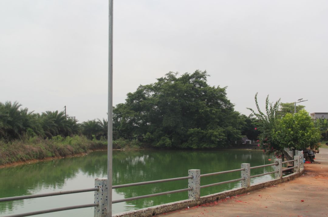 开平苍城镇联兴村山清水秀,满眼皆绿!