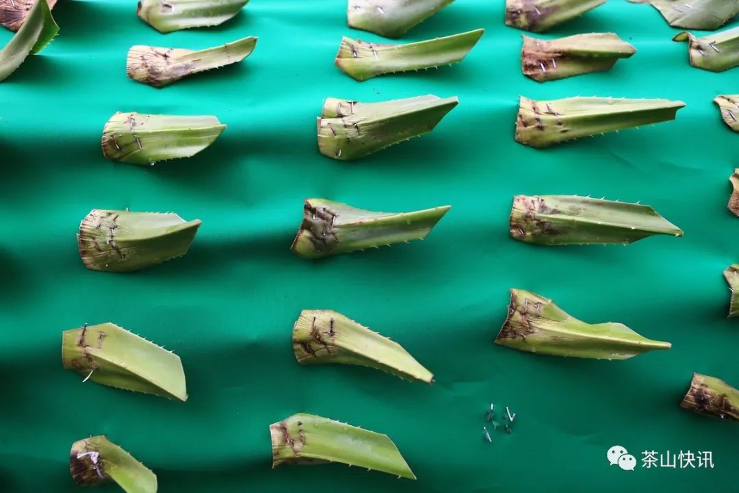 龙身的4000多片簕古叶,由妇女自愿参加,用手工钉制在绿色条布上.