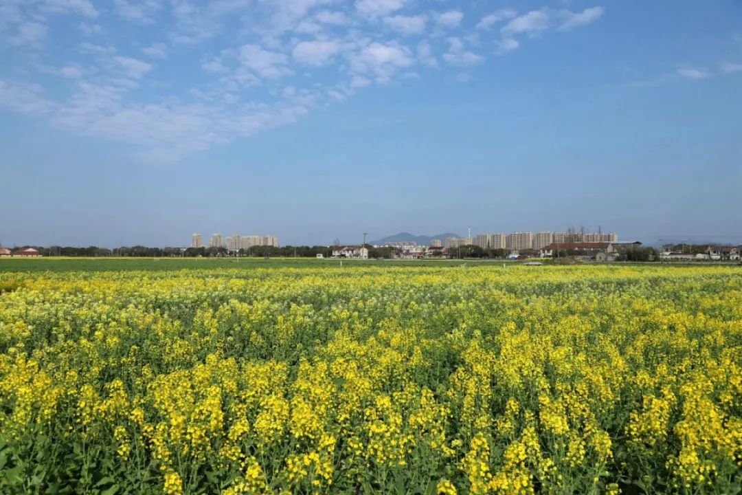 鄞江它山堰油菜花图片