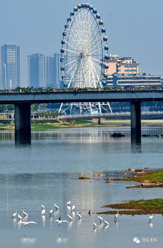 水清岸绿茂名重拳治理水污染小东江水质提升碧波映城