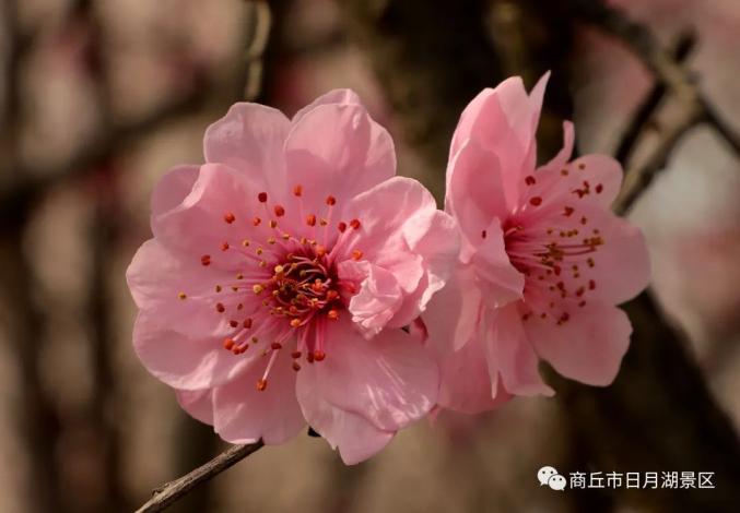 商丘市日月湖景区丨春风解花语弄花香满衣