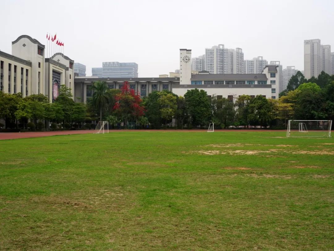 大沥城南小学 白骐榕图片