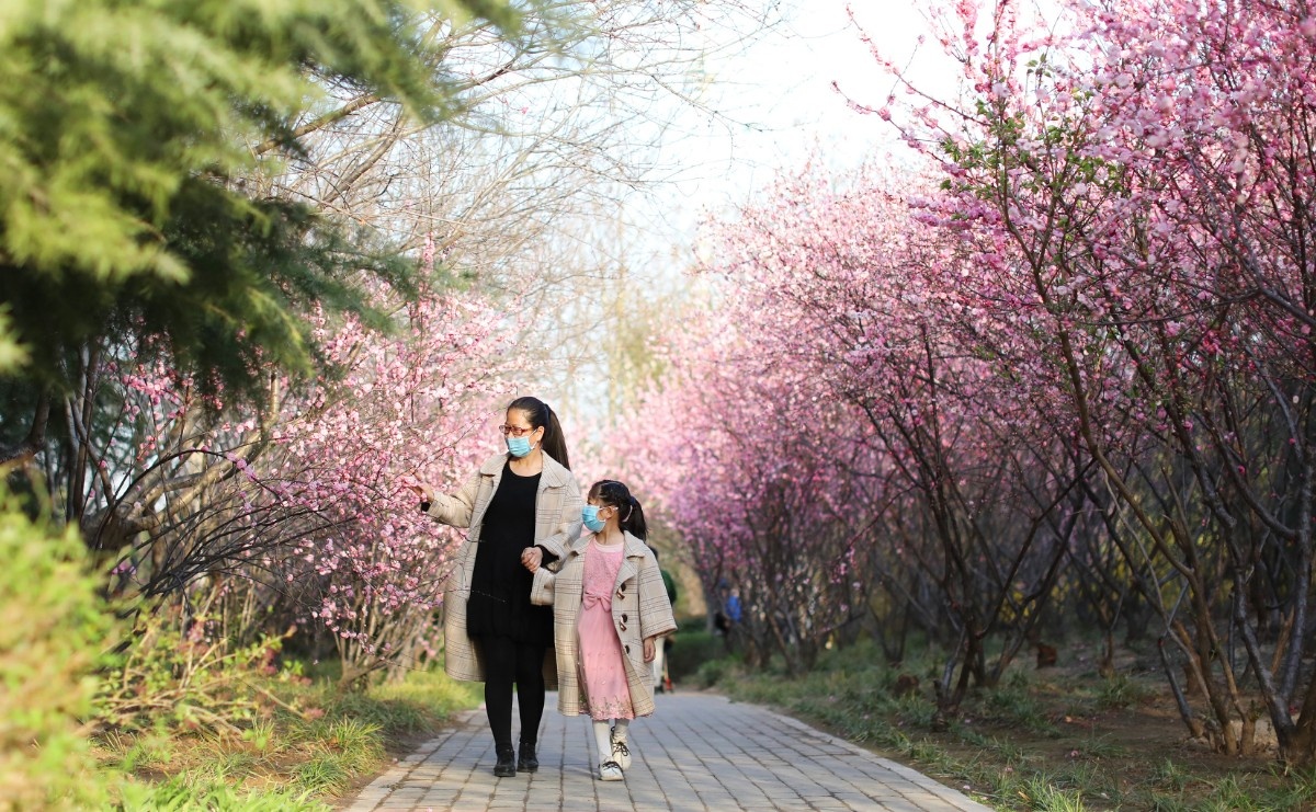 一对母女从开满桃花的小路经过.