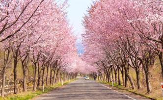 “花下野餐”被禁，“樱花祭”取消，今年日本人怎么赏樱？