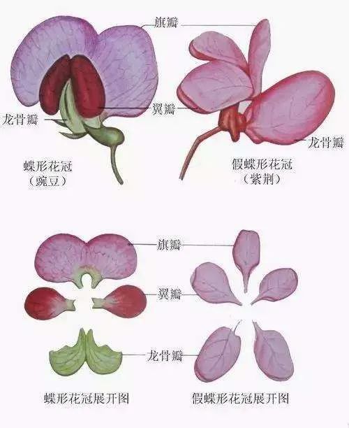 蝶形花冠和假蝶形花冠区别紫荆所在的豆科种类繁多,是世界第三大科(前