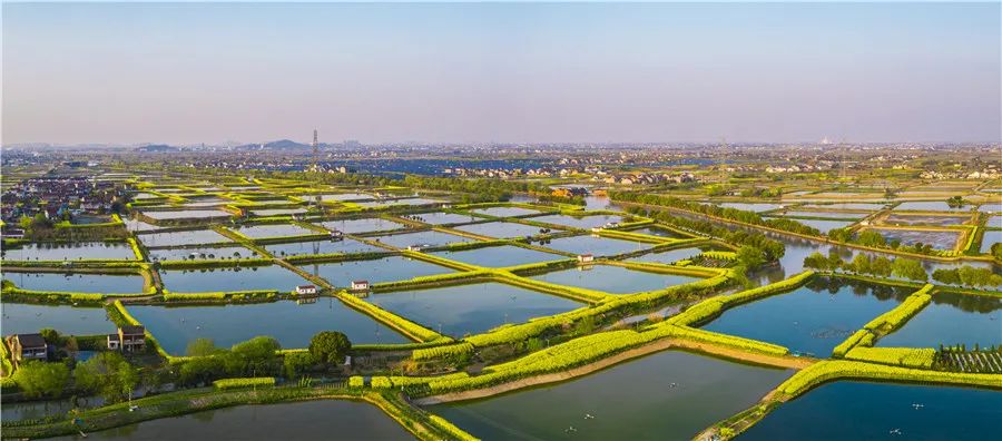 3月19日,俯瞰南浔新荻村,一派江南水乡特有的油基鱼塘春色.