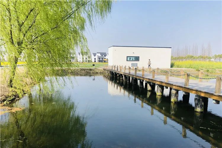 坐标:安亭向阳村 摄影/蒋一超