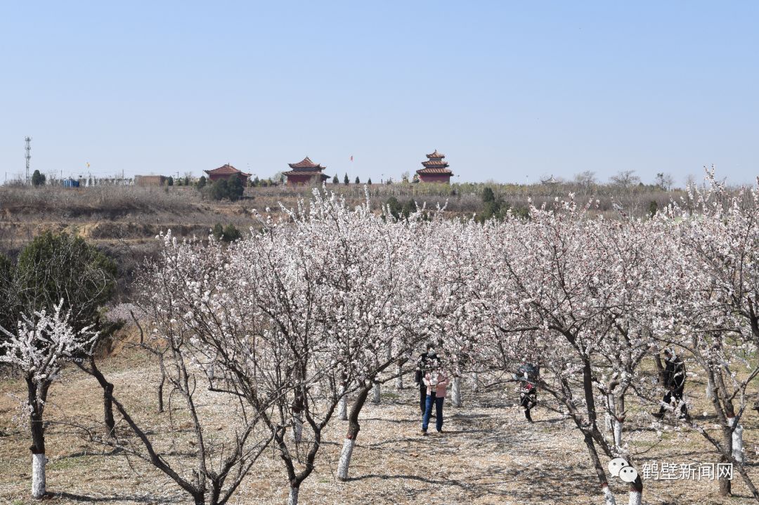 鹤壁南山森林公园图片