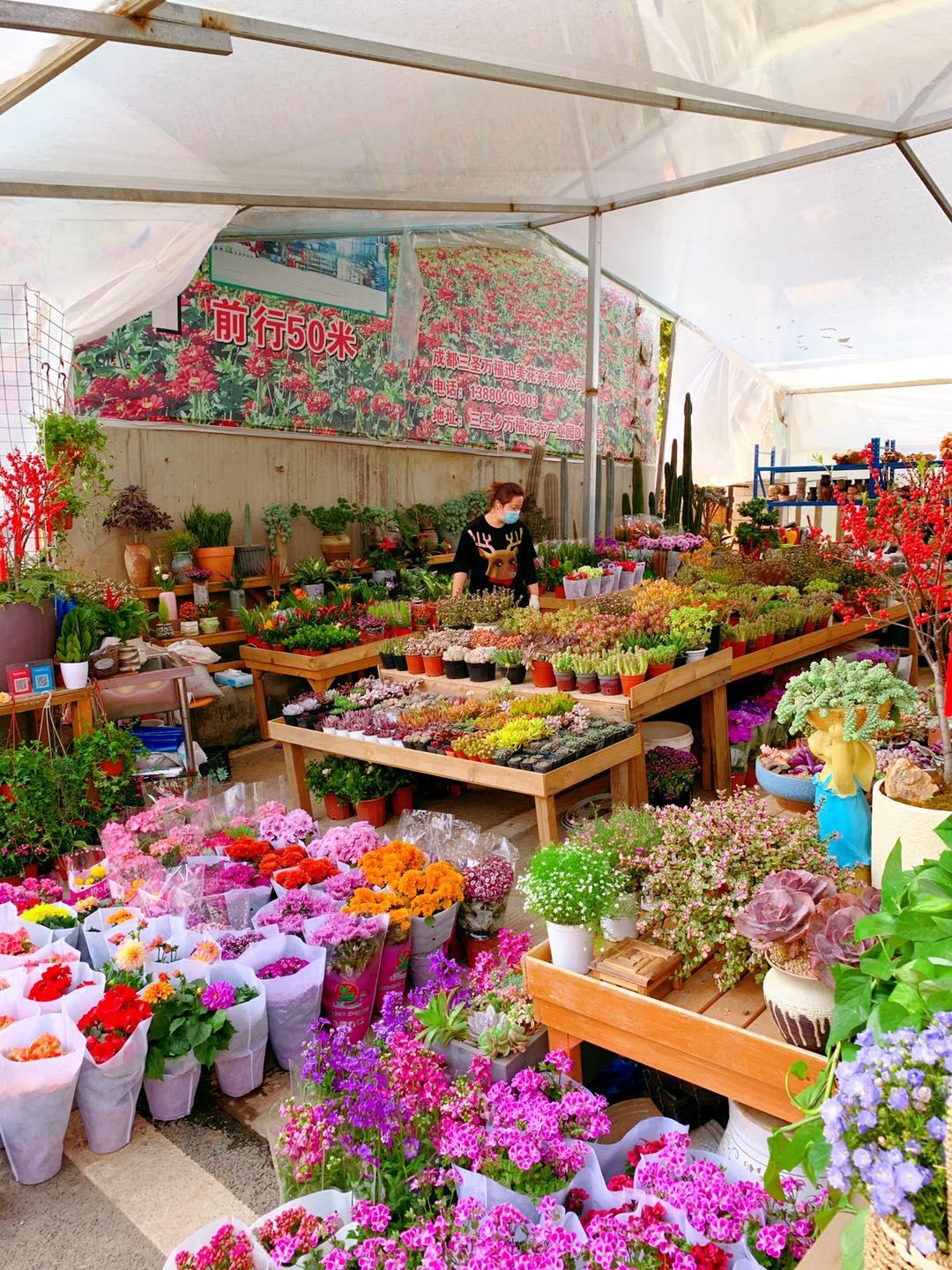 三圣乡万福花卉市场图片