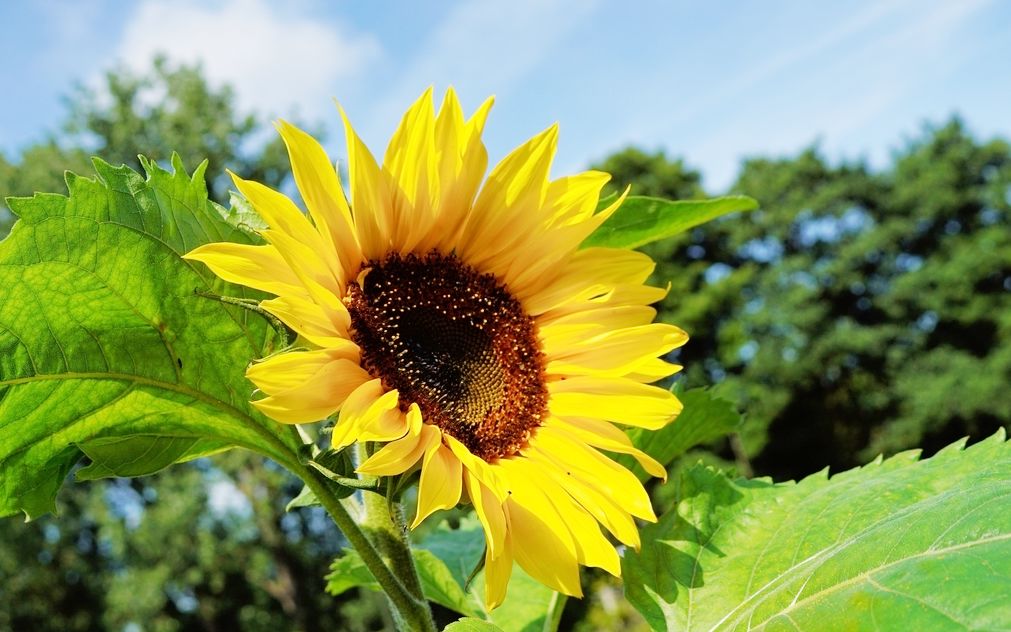 向日葵,野餐,科谱.周末几度植物迷宫肆意撒欢