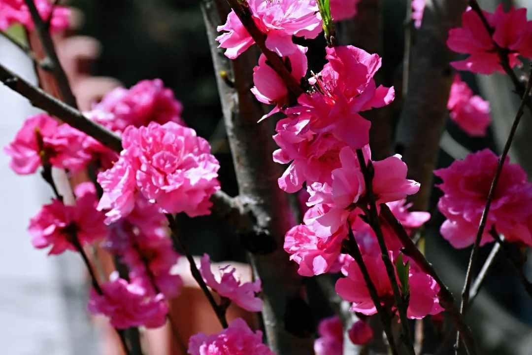 春分生命之花在綻放希冀之綠在蔓延