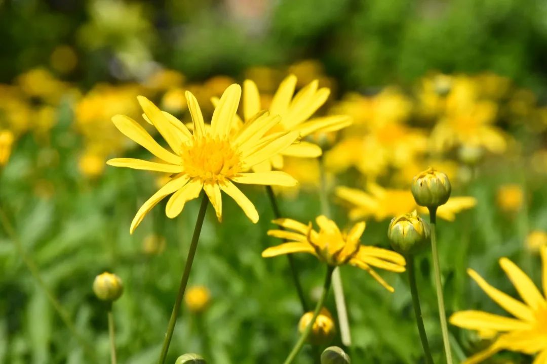 春分生命之花在綻放希冀之綠在蔓延