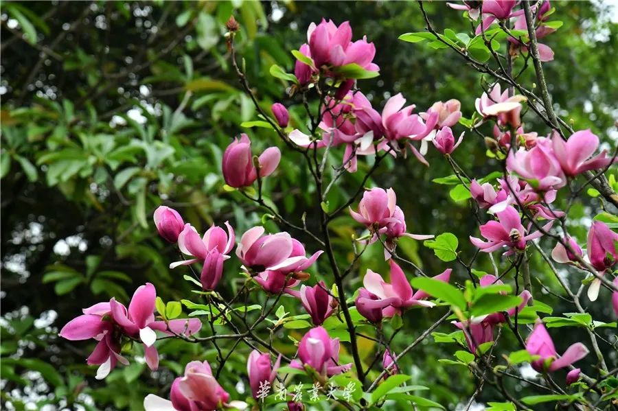 春分到来华农云赏木兰花