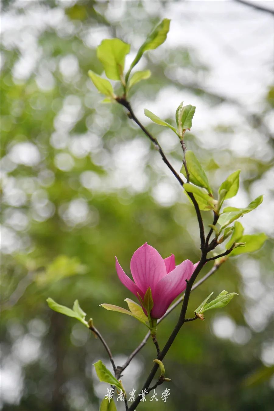 春分到来华农云赏木兰花