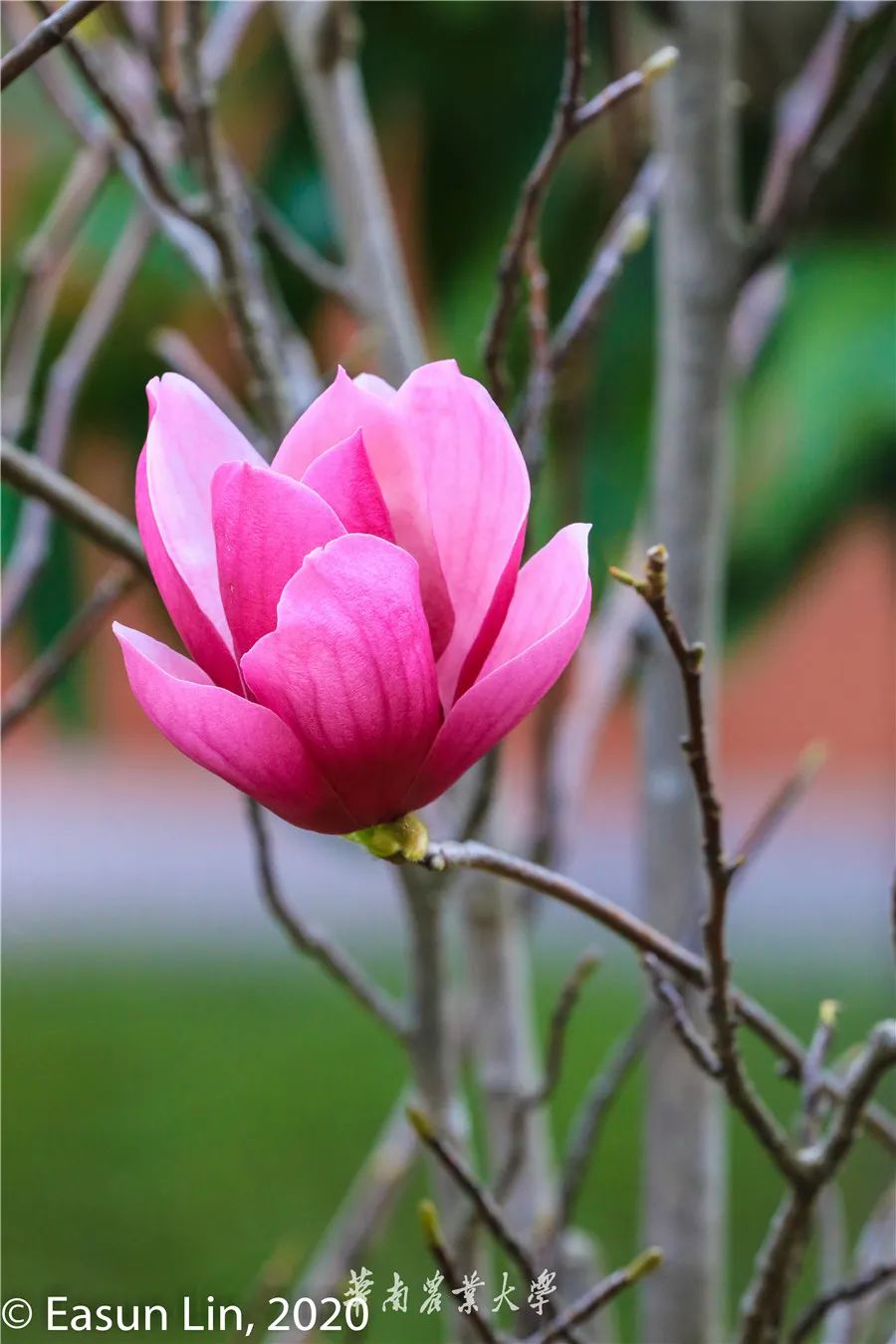 春分到，来华农“云赏”木兰花