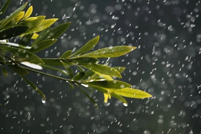 春雨的微信图片大全图片